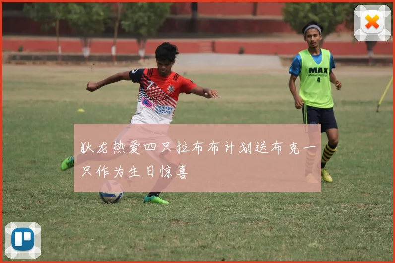 狄龙热爱四只拉布布计划送布克一只作为生日惊喜